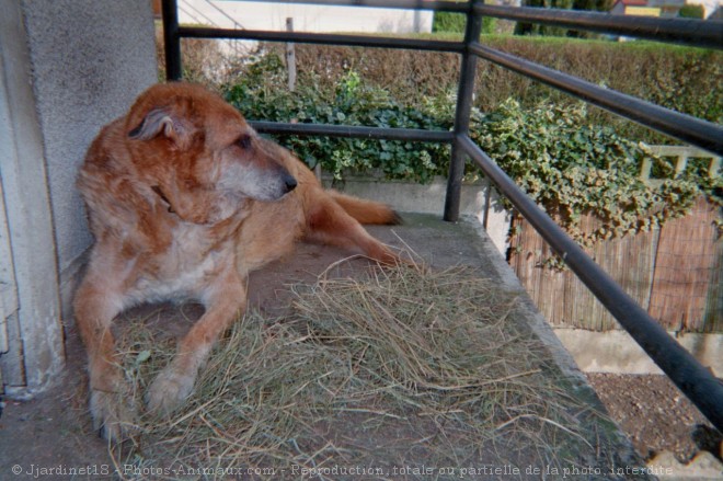 Photo de Berger allemand  poil court