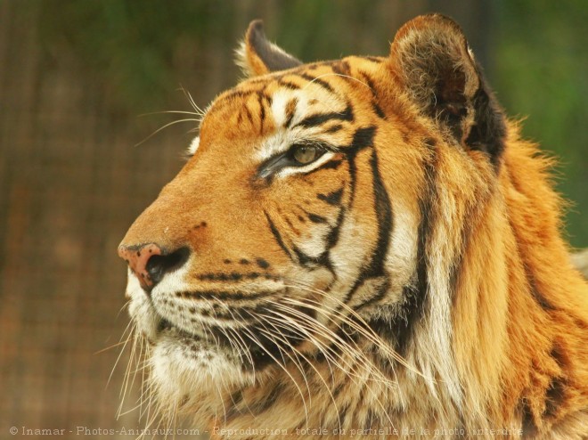 Photo de Tigre