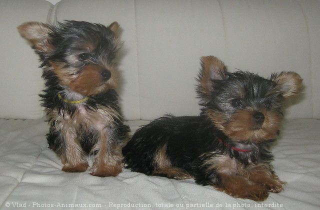 Photo de Yorkshire terrier