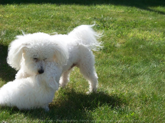 Photo de Bichon  poil fris