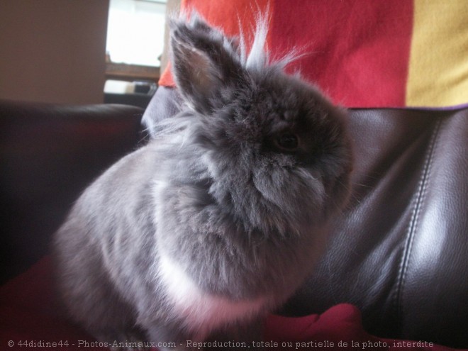 Photo de Lapin