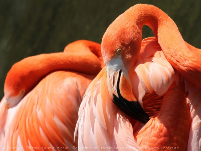 Photo de Flamand rose