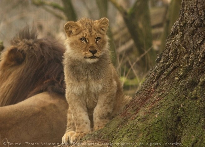 Photo de Lion