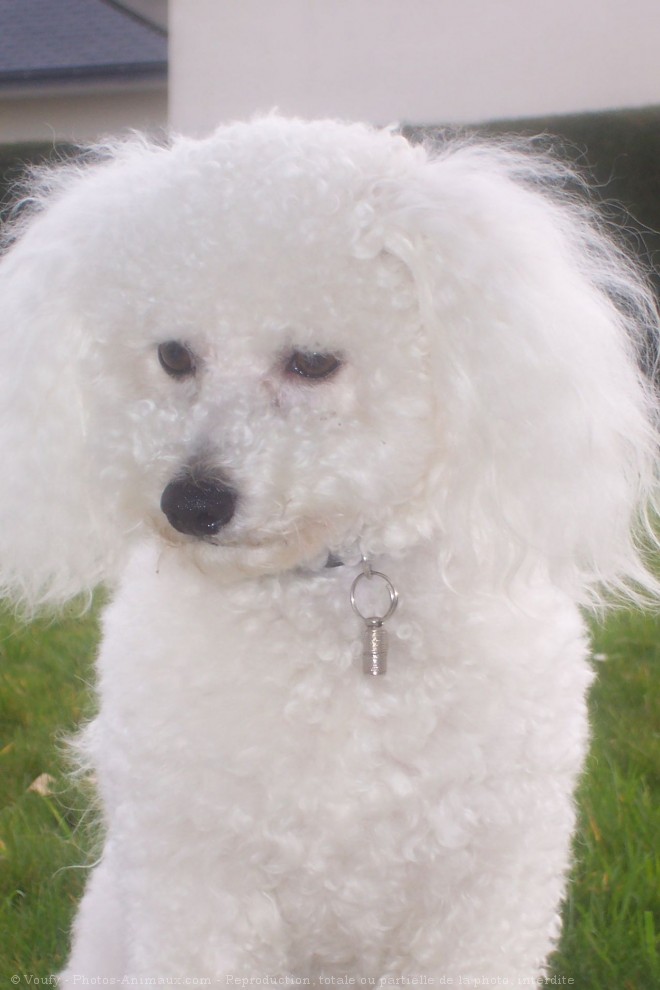 Photo de Bichon  poil fris