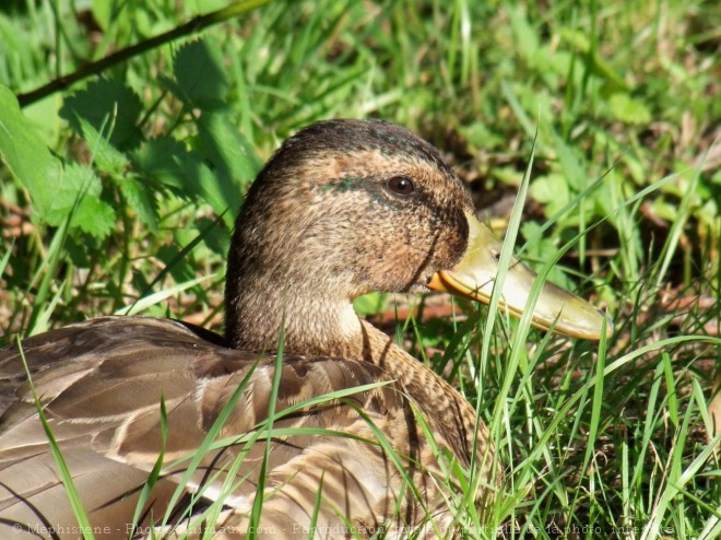 Photo de Canard colvert