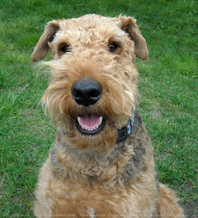 Photo d'Airedale terrier