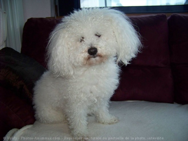 Photo de Bichon  poil fris