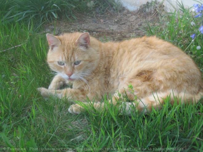 Photo de Chat domestique