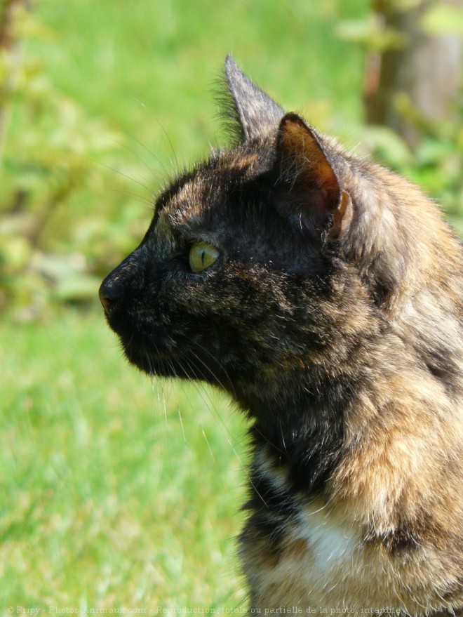 Photo de Chat domestique