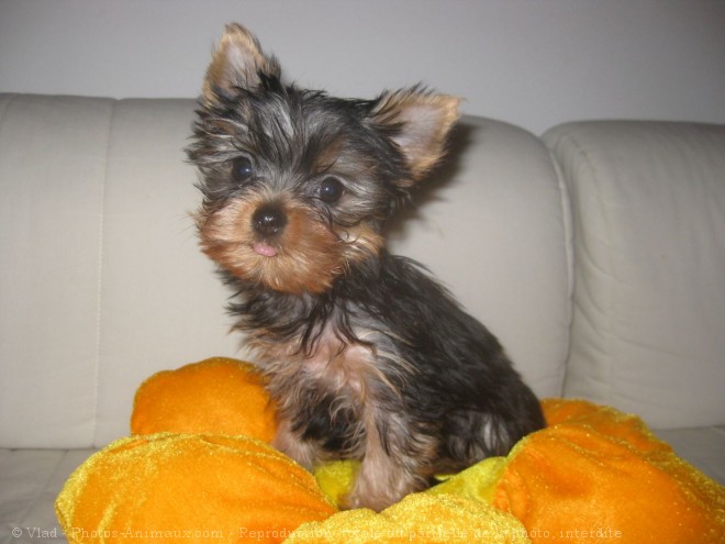 Photo de Yorkshire terrier