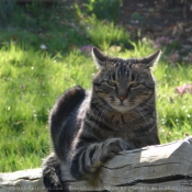 Photo de Chat domestique