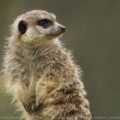 Photo de Suricate