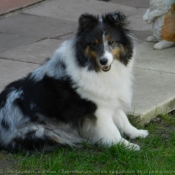 Photo de Chien de berger des shetland