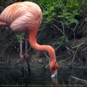 Photo de Flamand rose