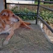 Photo de Berger allemand  poil court