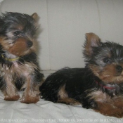 Photo de Yorkshire terrier