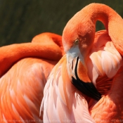 Photo de Flamand rose