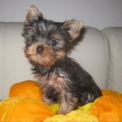 Photo de Yorkshire terrier