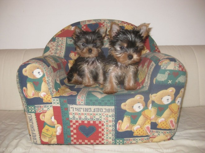 Photo de Yorkshire terrier