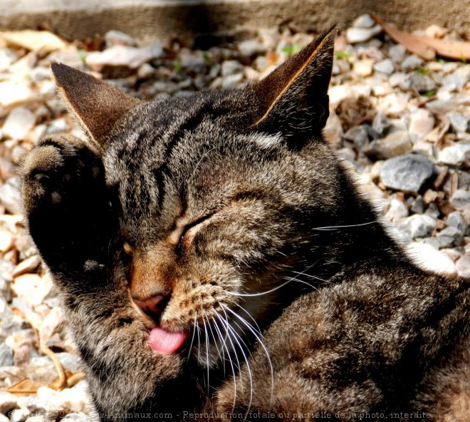 Photo de Chat domestique