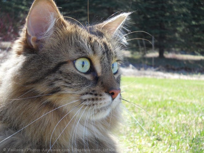 Photo de Maine coon