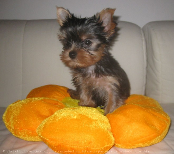 Photo de Yorkshire terrier