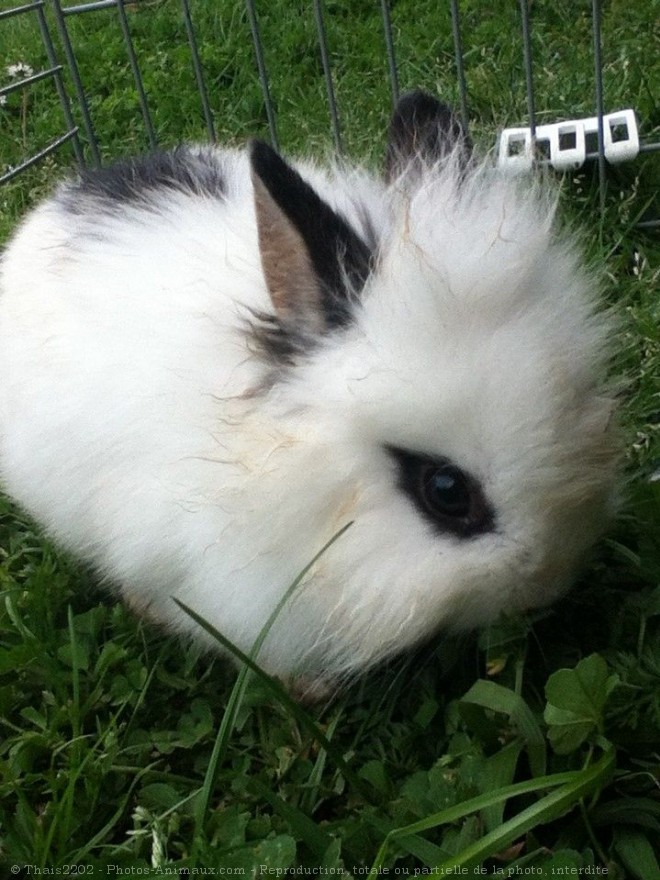 Photo de Lapin