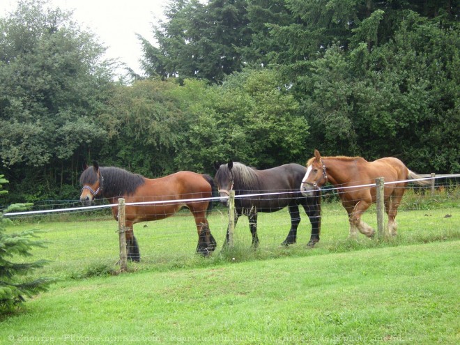 Photo de Races diffrentes