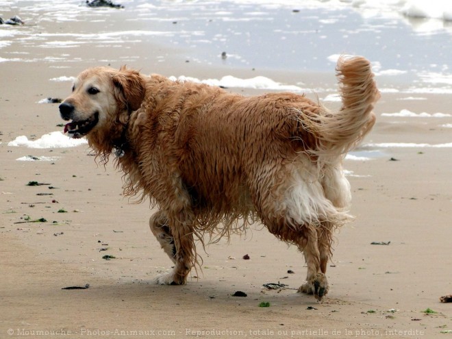 Photo de Golden retriever