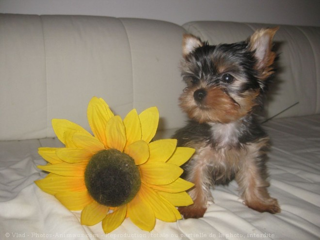 Photo de Yorkshire terrier