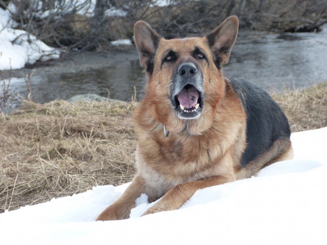 Photo de Berger allemand  poil court