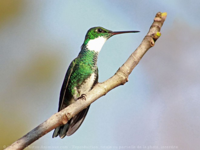 Photo de Colibri