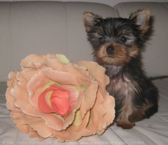 Photo de Yorkshire terrier