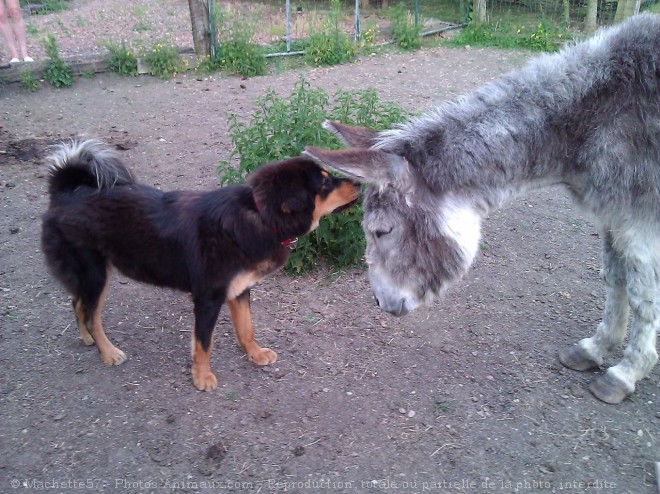 Photo de Dogue du tibet