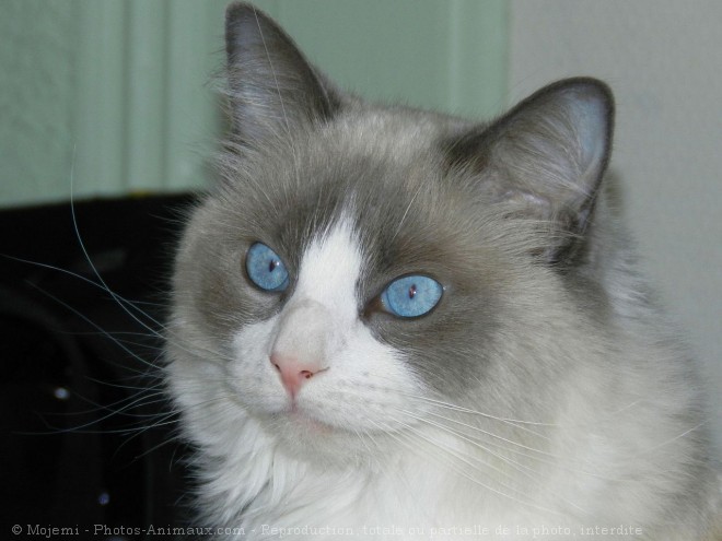 Photo de Ragdoll