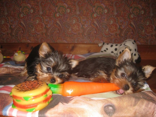 Photo de Yorkshire terrier