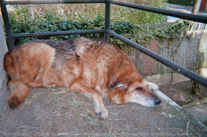 Photo de Berger allemand  poil court