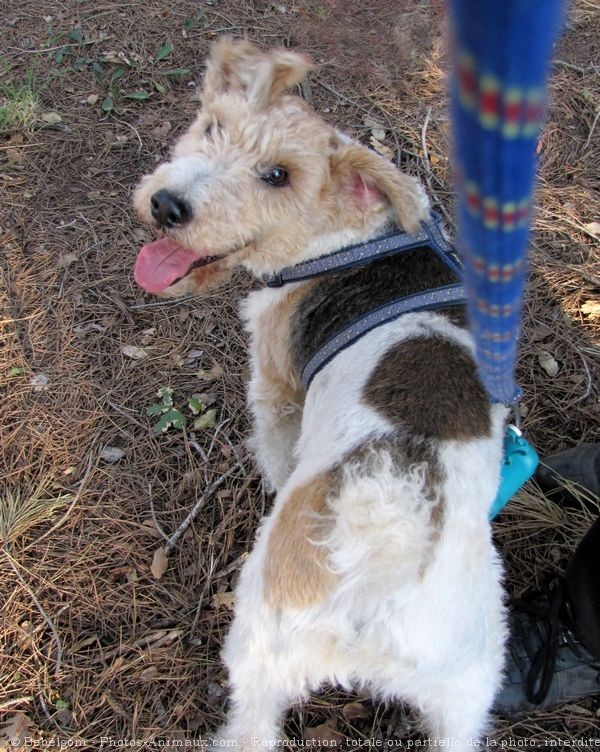 Photo de Fox terrier  poil dur