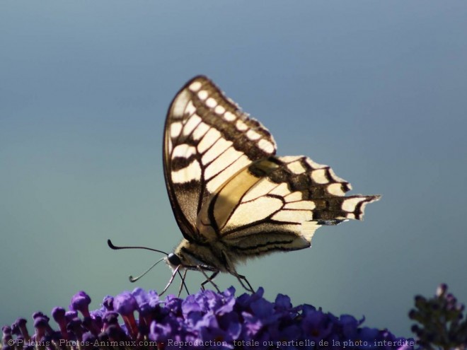 Photo de Papillon