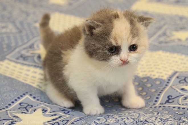 Photo de British shorthair