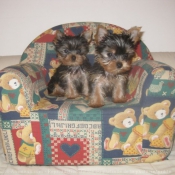 Photo de Yorkshire terrier