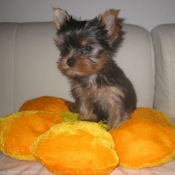 Photo de Yorkshire terrier