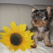 Photo de Yorkshire terrier