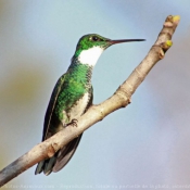 Photo de Colibri