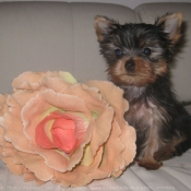 Photo de Yorkshire terrier