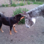 Photo de Dogue du tibet