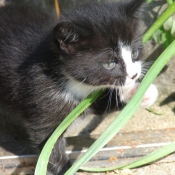 Photo de Chat domestique