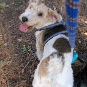 Photo de Fox terrier  poil dur