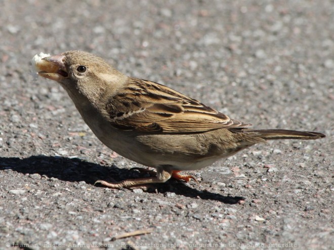 Photo de Moineau