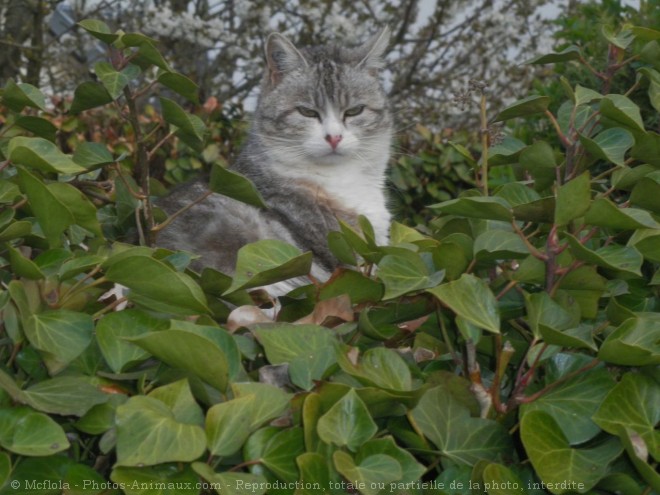 Photo de Chat domestique